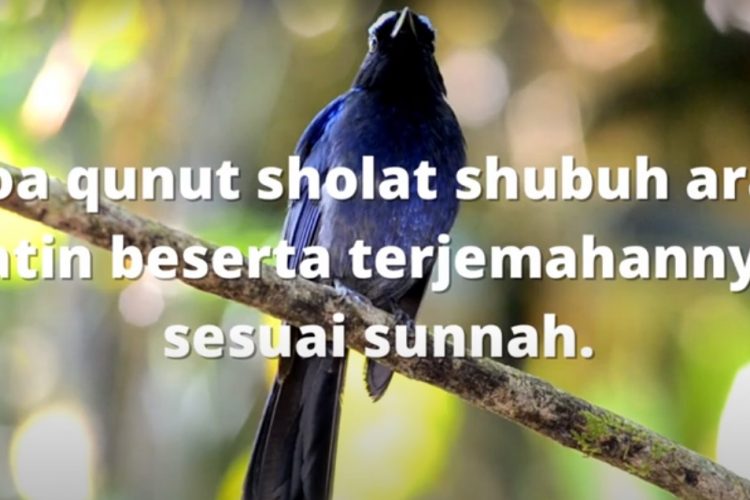 doa qunut sholat shubuh arab latin beserta terjemahannya sesuai sunnah